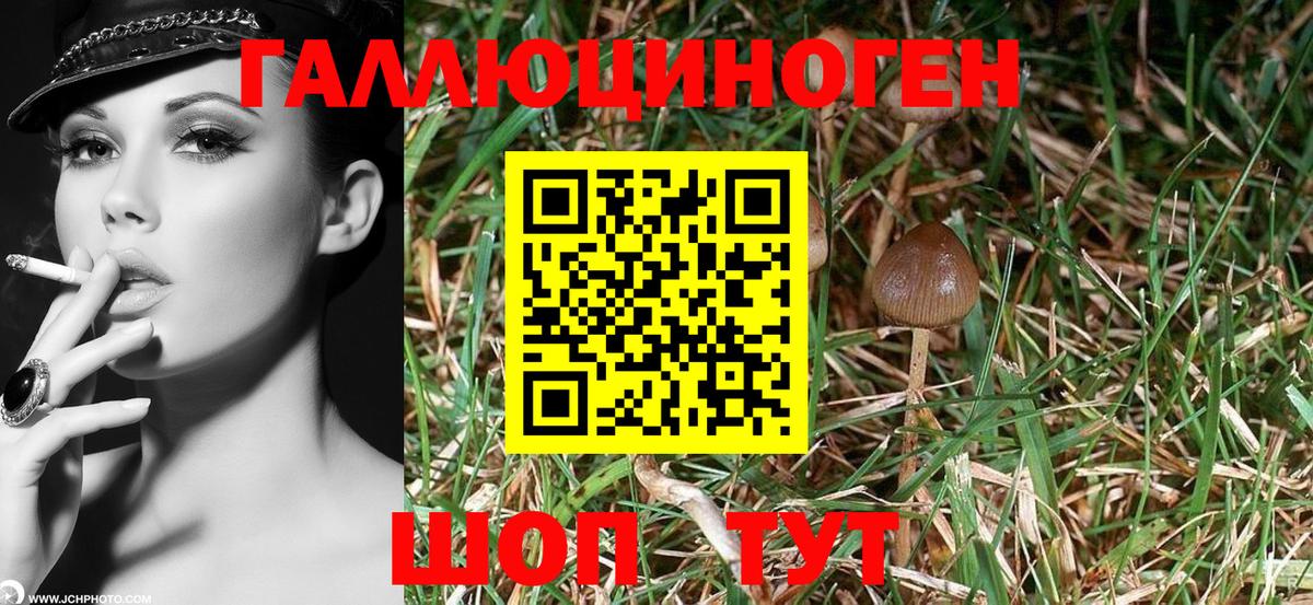 Псилоцибиновые грибы GOLDEN TEACHER  Вход с VPN  Татарск 